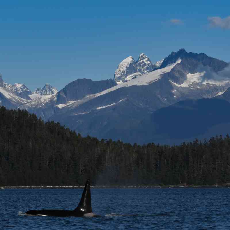Orca - Tongass National Forest - Alaska