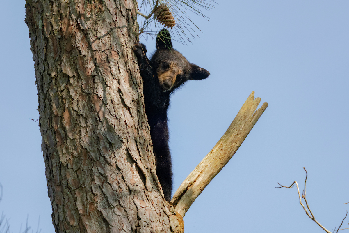baby bear climbing a tree