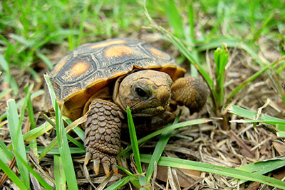 Improving the Endangered Species Act (ESA)