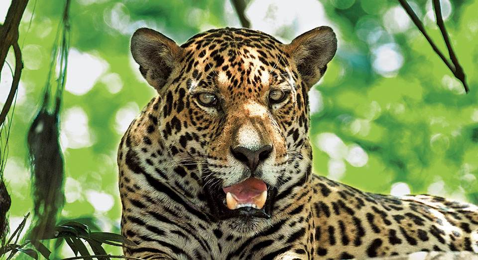Jaguar, © David Stein