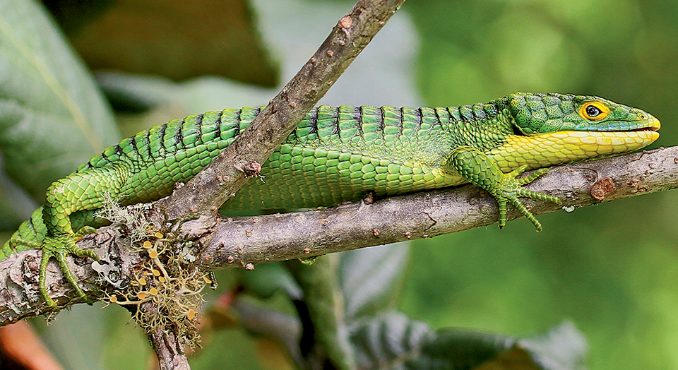 Arboreal Alligator Lizard, © Adam Clause
