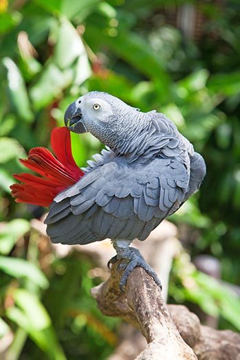 African Grey Parrot, © Swisshippo/Fotolia