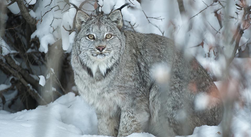 Canada Lynx, © Peter Mather/National Geographic Creative