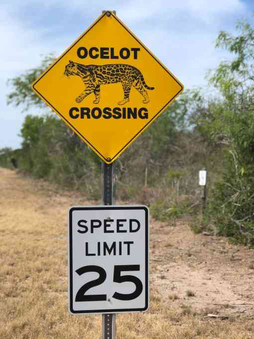 Ocelot crossing sign 