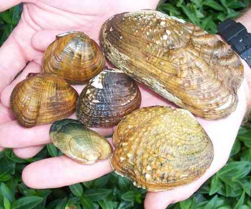 Endangered freshwater mussels in hand