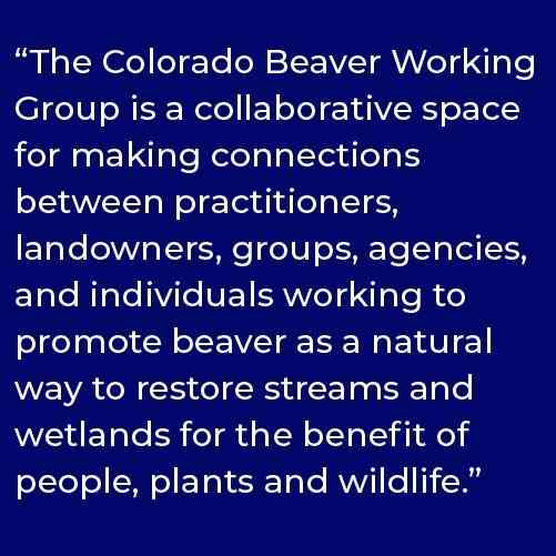 “The Colorado Beaver Working Group is a collaborative space for making connections between practitioners, landowners, groups, agencies, and individuals working to promote beaver as a natural way to restore streams and wetlands for the benefit of people, plants and wildlife.”  