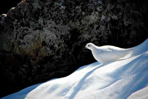 White-tailed ptarmigan, Seymour Mountain, Canada
