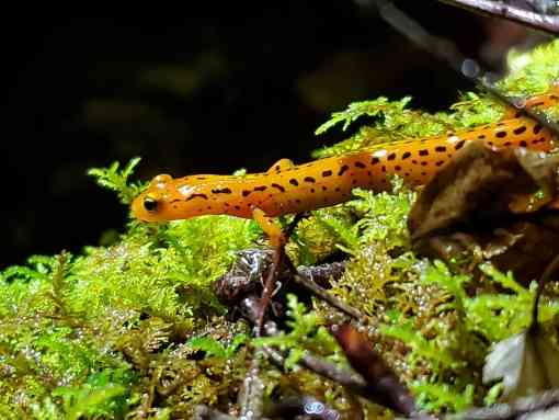 Yellow longtail salamander on vegetation