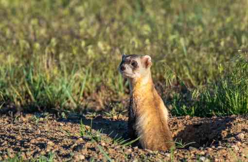 2018.05.16 - Black-Footed Ferret Peeking Out of Burrow - Colorado - Kerry Hargrove-iStockphoto