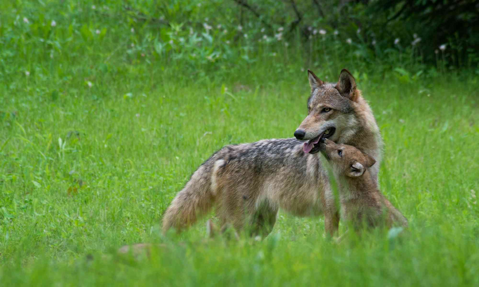 Wolf mom and pups