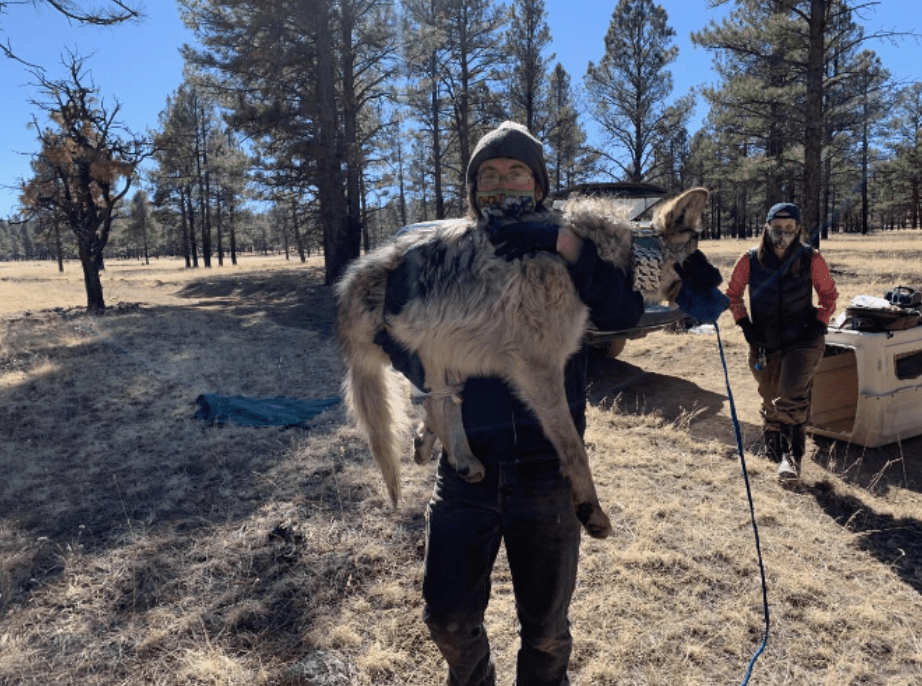 Wildlife Technician Walking and Carrying a Sedated Wolf at Field Camp