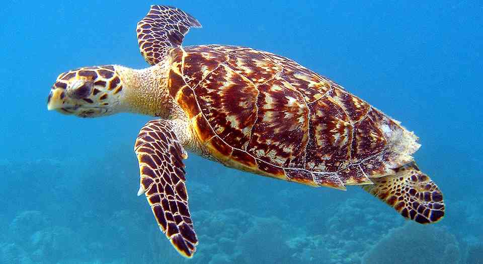 Hawksbill sea turtle by NOAA/Caroline S. Rogers