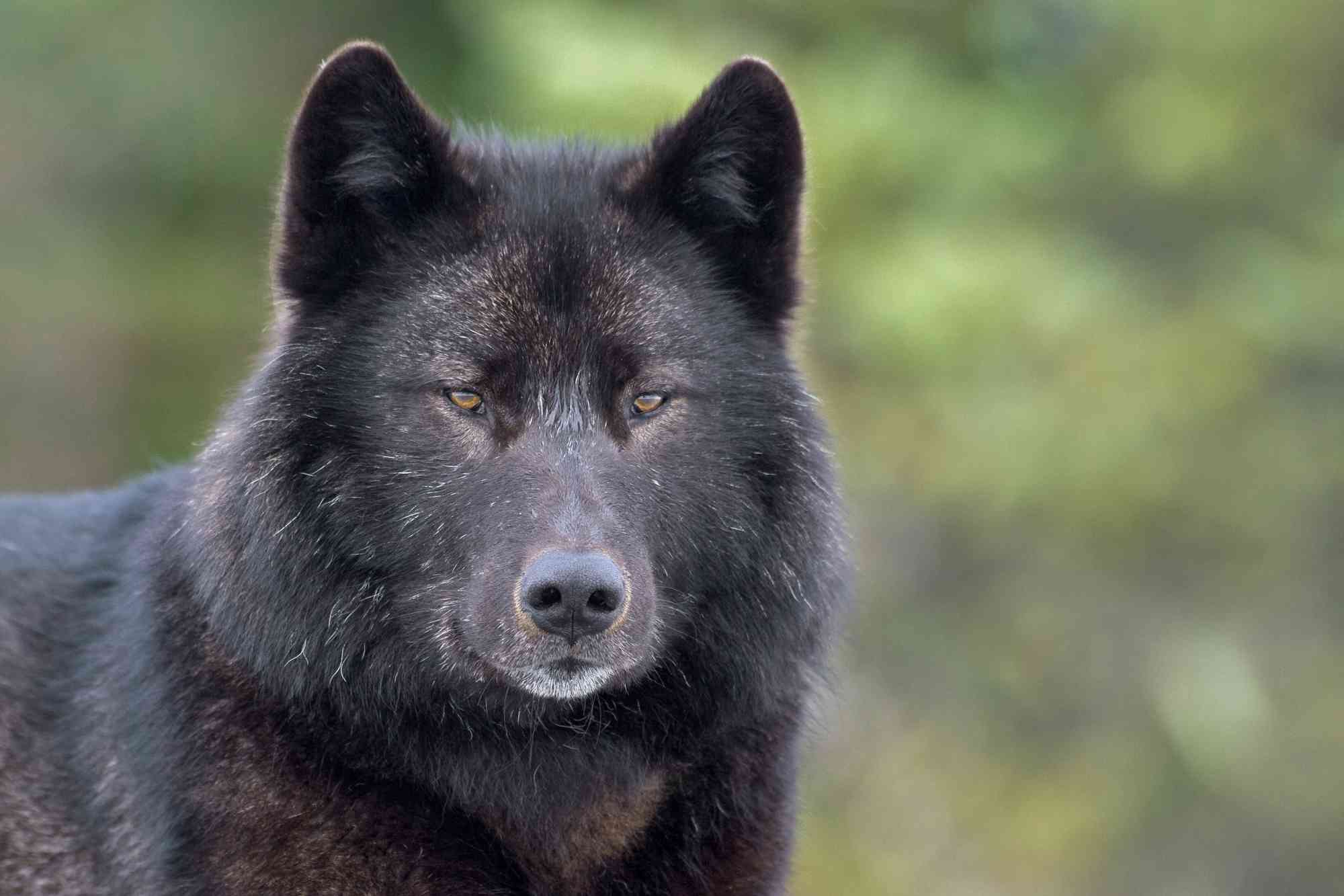 2006.03.28 - Alexander Archipelago Wolf Portrait - Alaska - John Hyde-Wild Things Photography