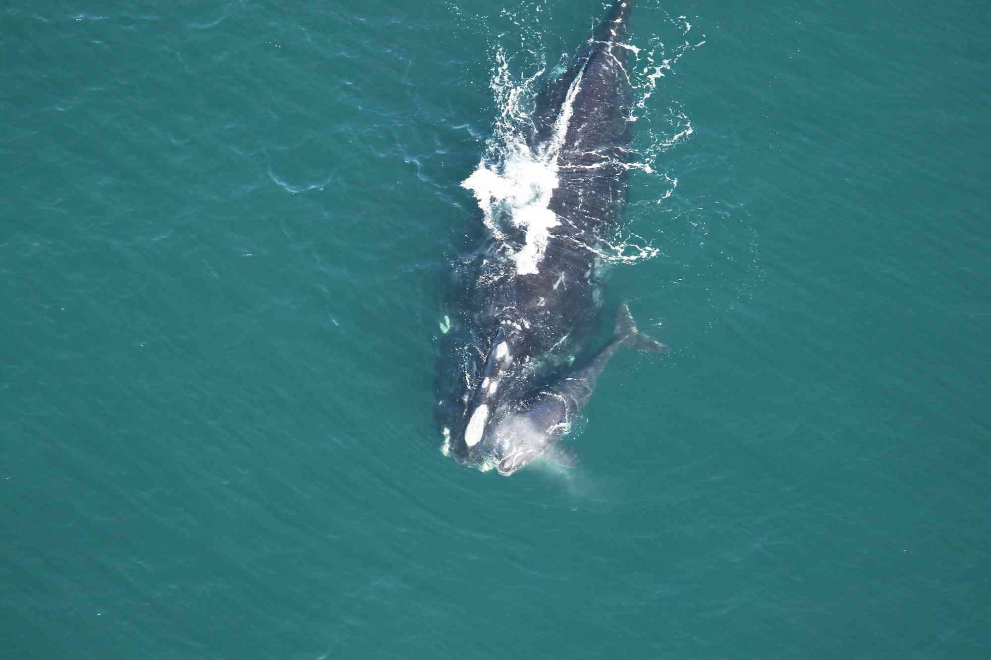 2022.12.30-The Newborn Calf of Right Whale-FWC-CC BY NC ND 2.0 