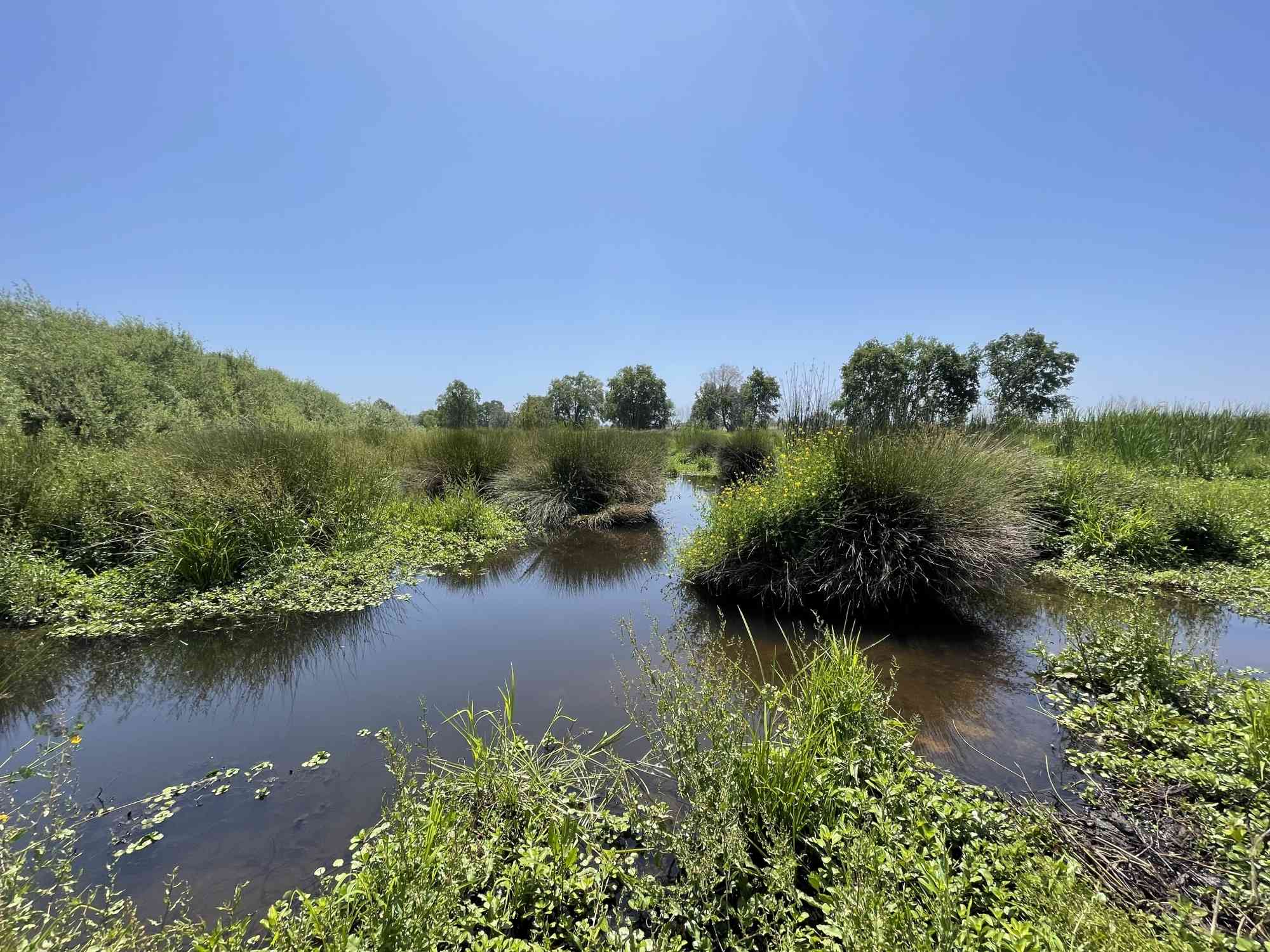 2023.05.24-Water Plants in a Marsh in Doty Ravine-Sophia Markowska-DOW