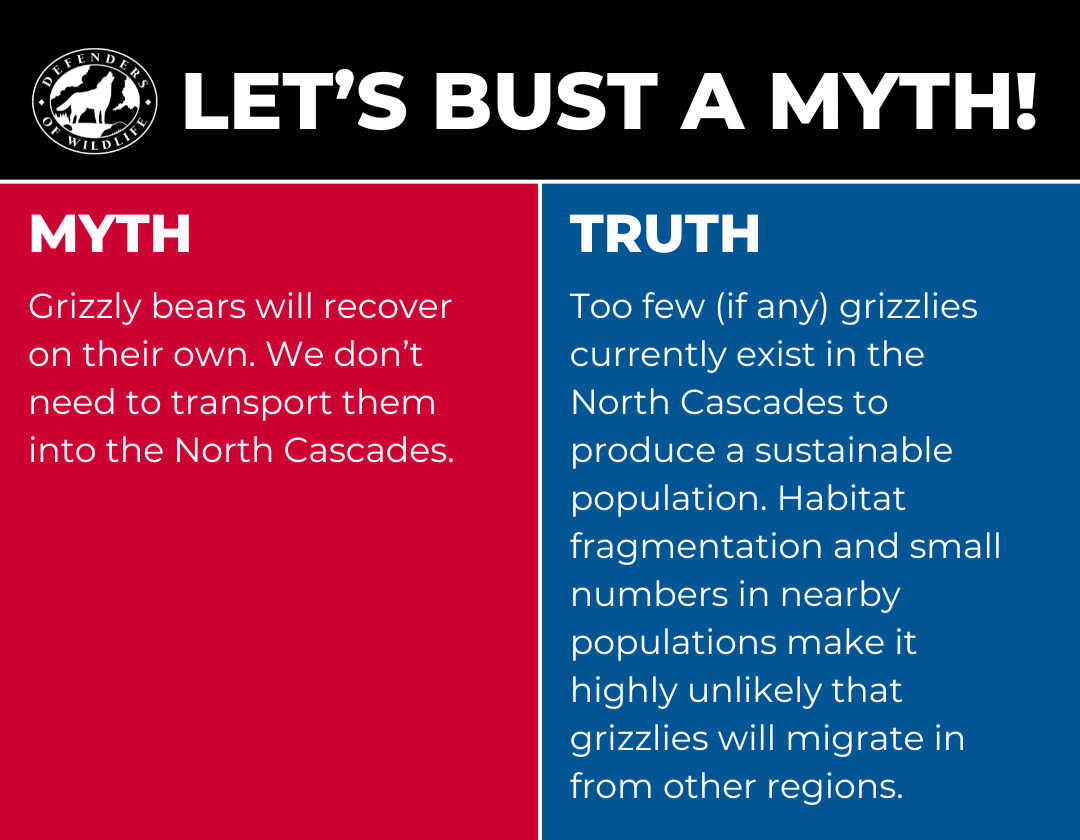 Let's Bust a Myth - Grizzly Bear graphic 1