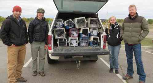 Defenders' staff get ready to release black-footed ferrets. From left: Russ Talmo, Kylie Paul, Charlotte Conley and Jonathan Proctor, Photo: Kylie Paul/DOW
