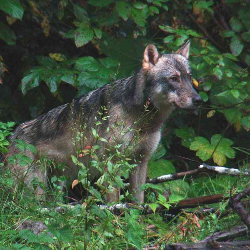 Wolf in the Tongass
