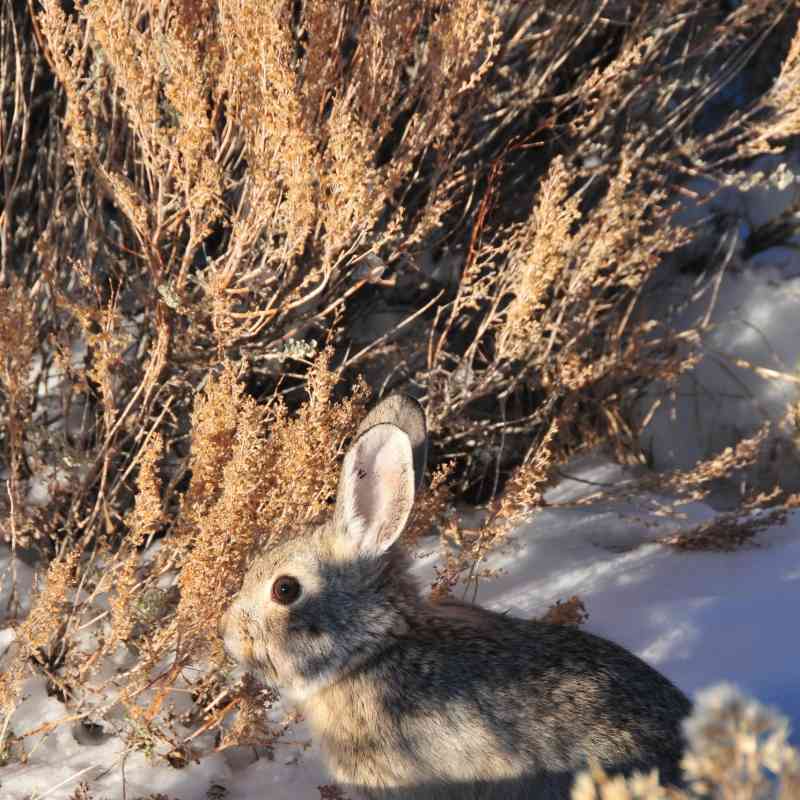 A pygmy rabbit (Sylvilagus idahoensis) feeds on sagebrush during the winter on Seedskadee NWR