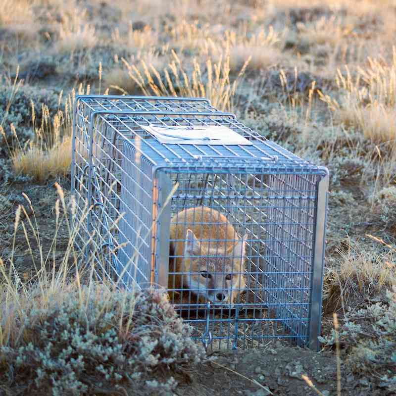 Fox in a cage in brush