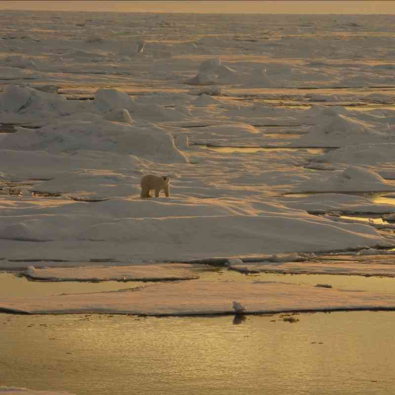 Polar bear on sea ice with sunset glow