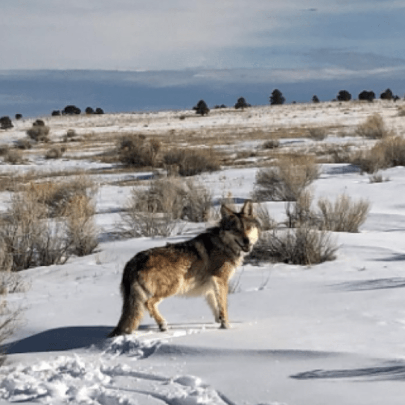 Member of the Pitchfork Canyon Wolf Pack Standing in Snow Covered Field