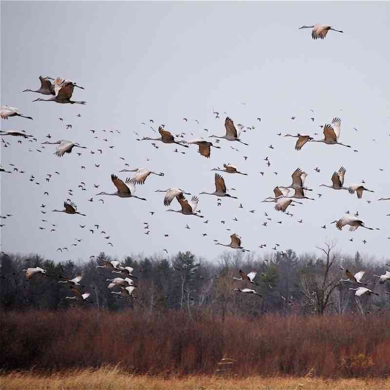 2010.11.14 - Flying Sandhill Crane Flock - Navarino Wildlife Area - Wisconsin - TJ Sweet