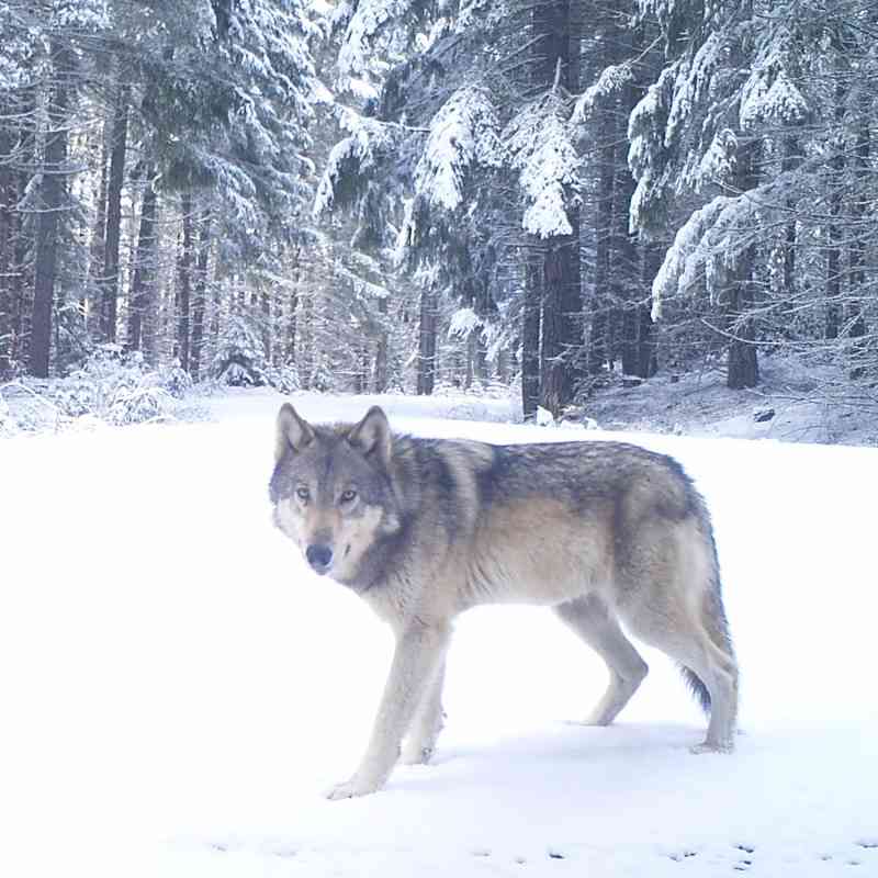 2020.03.25 - Gray wolf - Oregon - ODFW