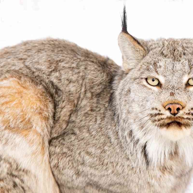 2019.03.23 - Canada Lynx - Collared adult male eye contact - Yukon Flats National Wildlife Refuge - MWS - Lisa Hupp-USFWS