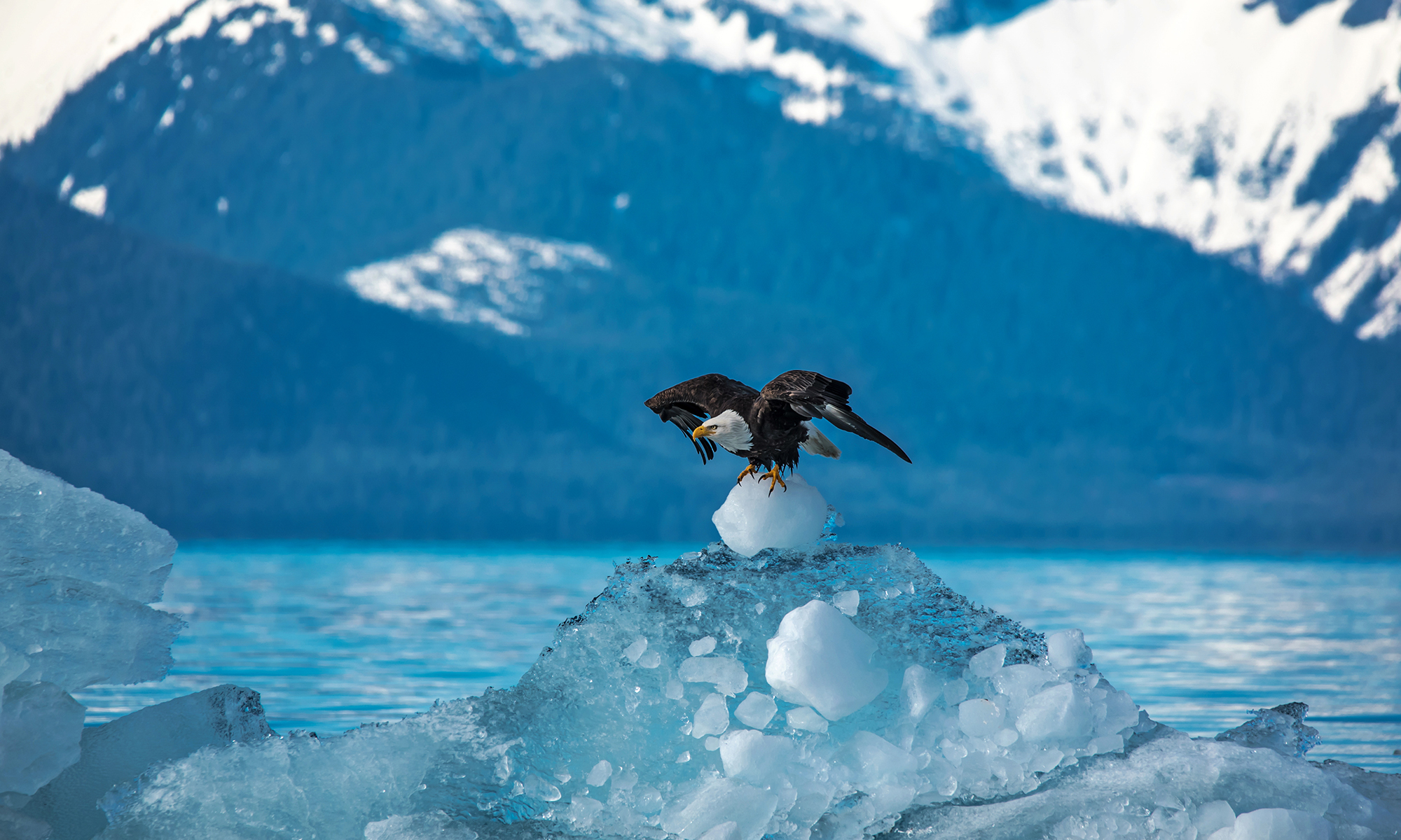 Bald Eagle in Tongass NF