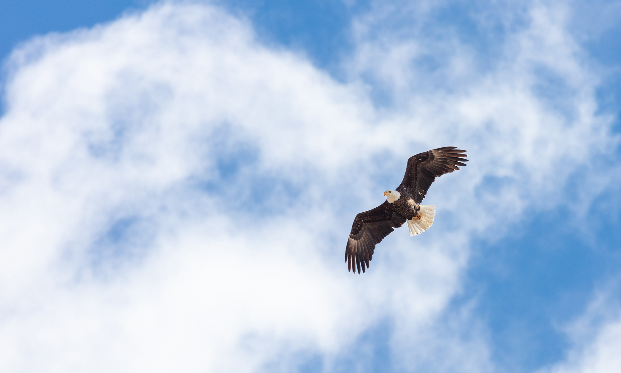 Bald Eagle Soaring
