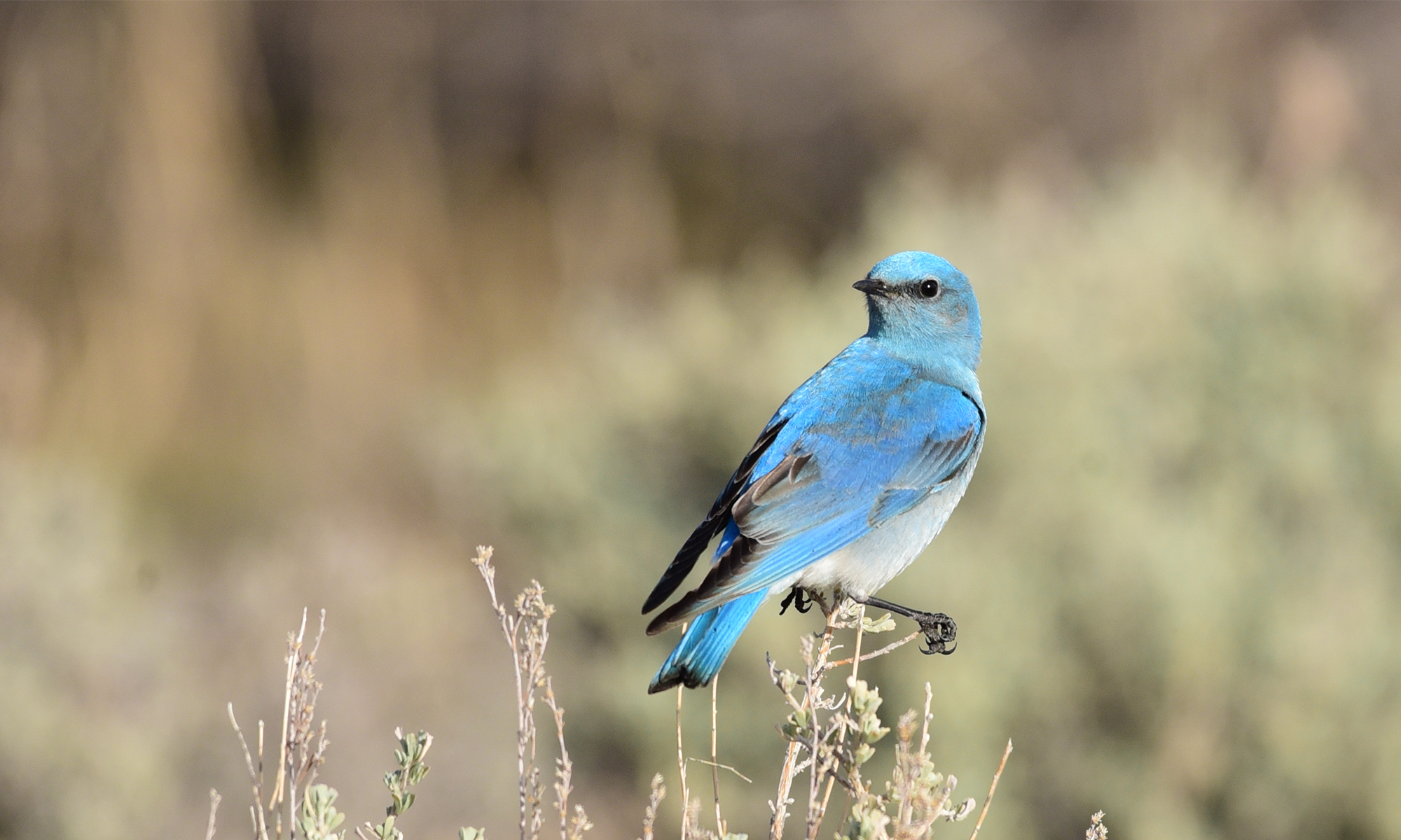 Mountain Bluebird