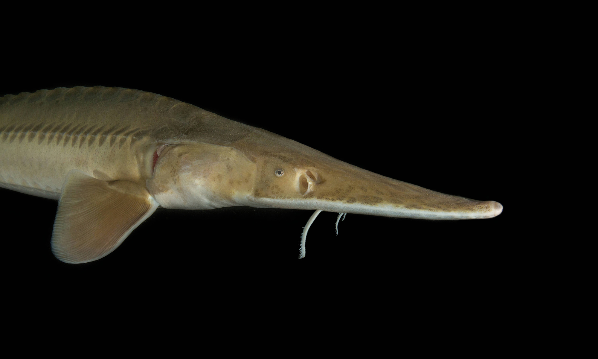 Pallid Sturgeon | Defenders of Wildlife