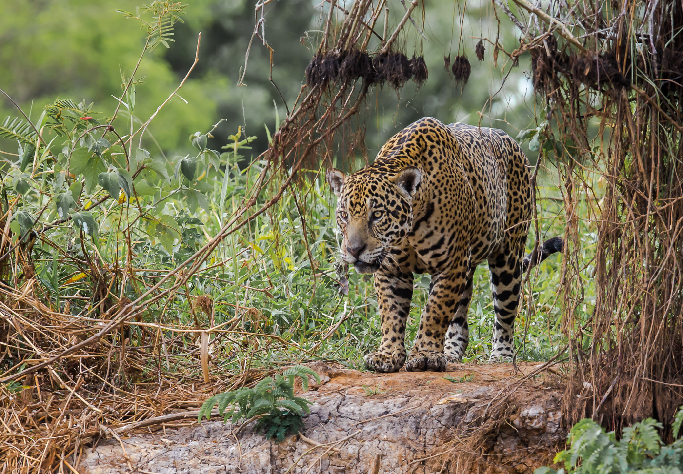 How Many Jaguars Are Left In The World