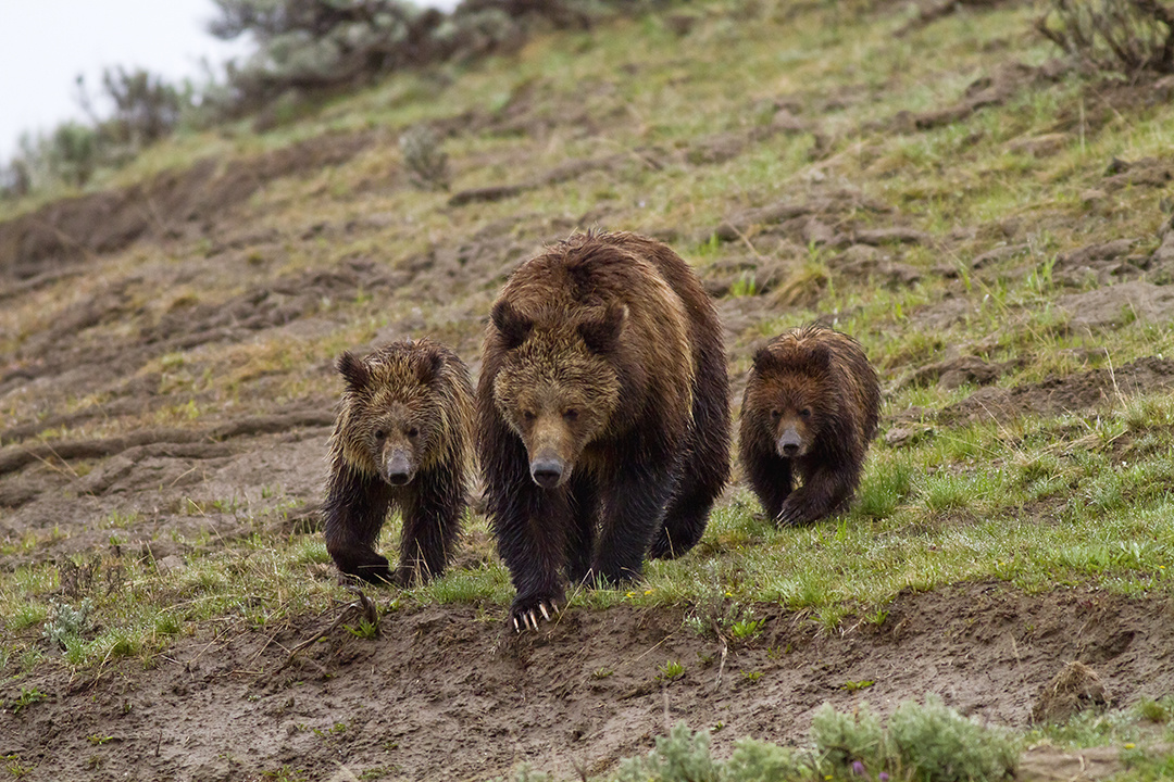 Grizzly Bear  Defenders of Wildlife