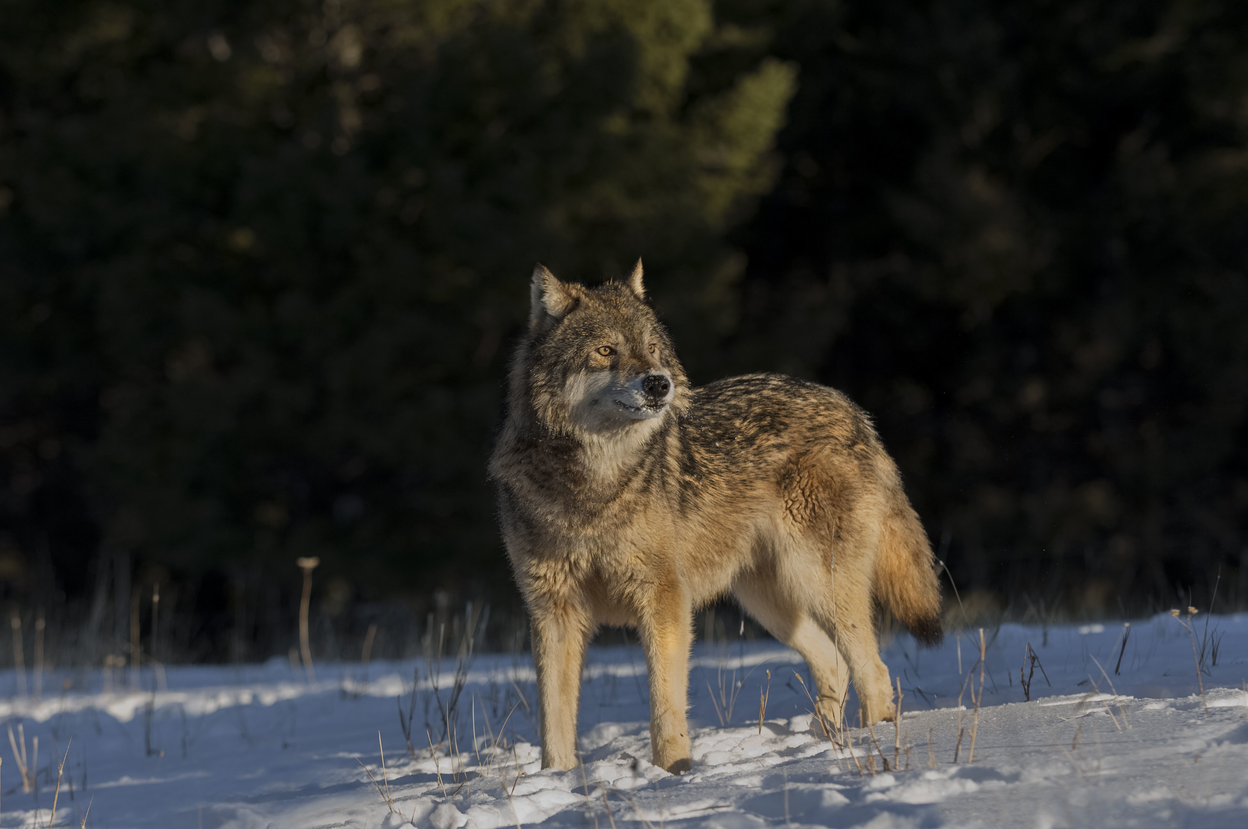 Is That a Wolf I See? | Defenders of Wildlife