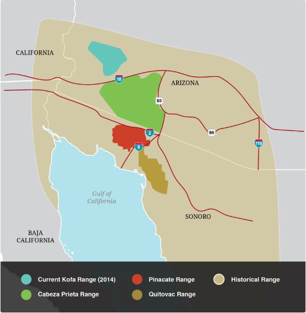 Return of the Desert Ghost | Defenders of Wildlife