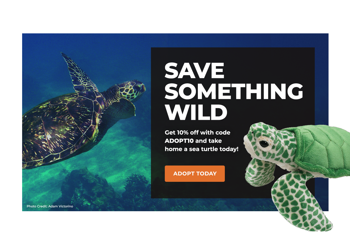 sea-turtles-defenders-of-wildlife
