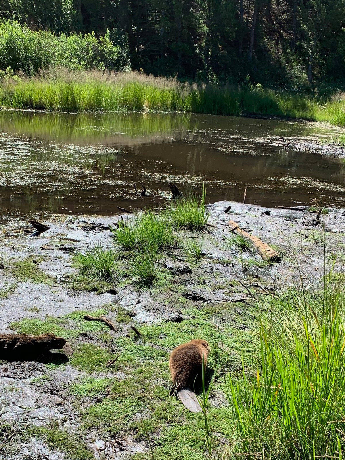 Beaver in riparian area