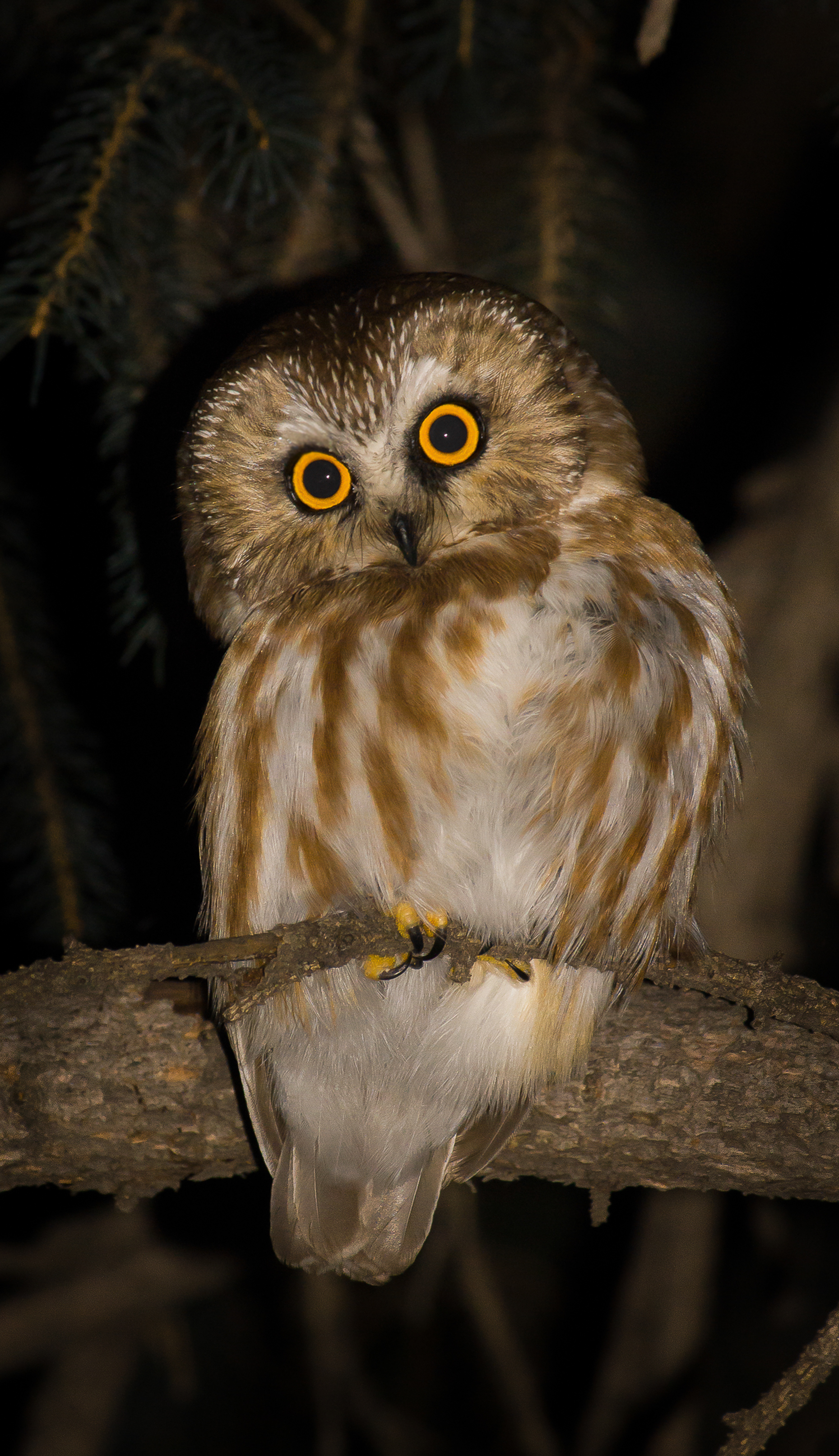 Northern saw-whet owl, Calgary