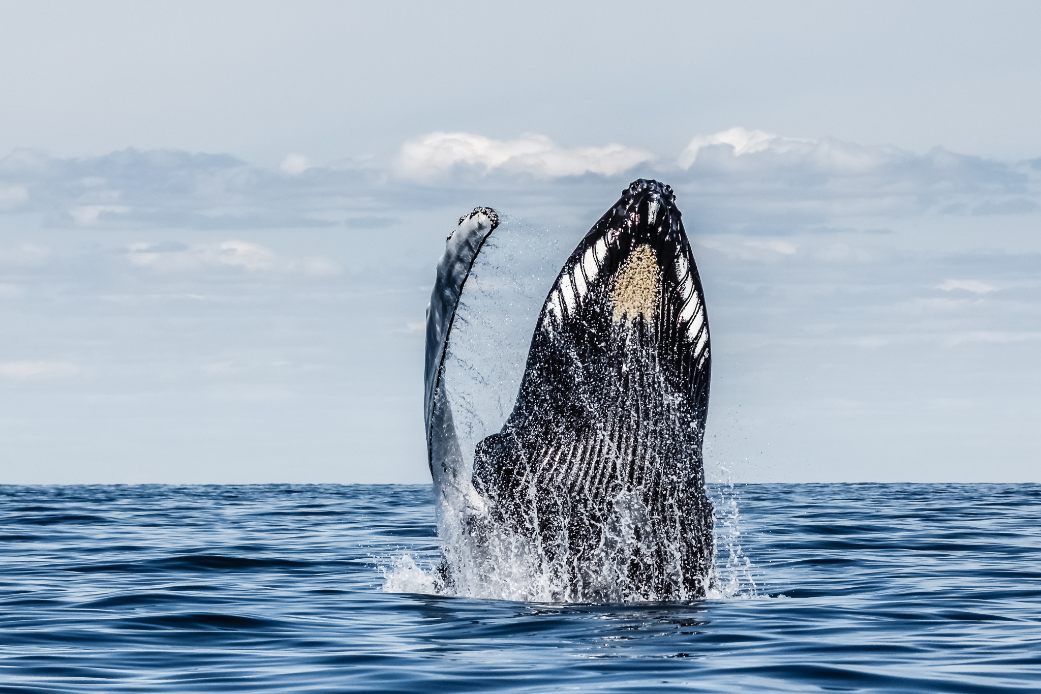Humpback whale breaching Stellwagen Bank MA