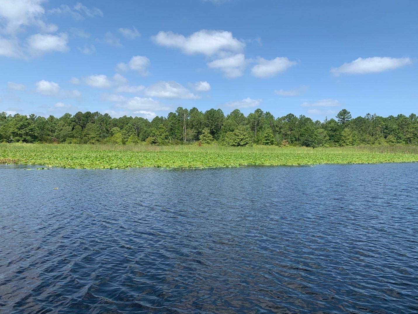 Invasive plants in Rodman Reservoir