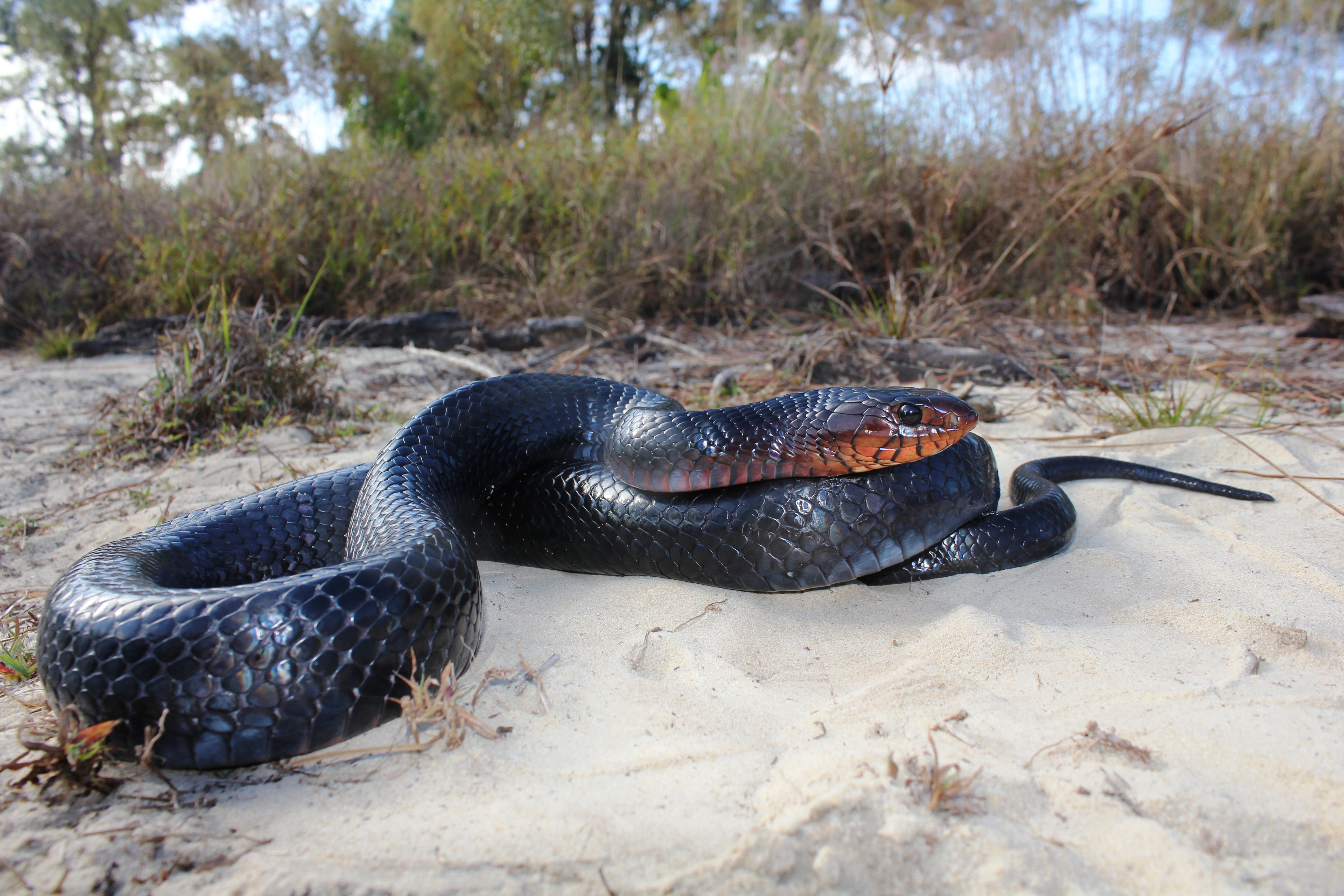 Eastern Indigo Snake