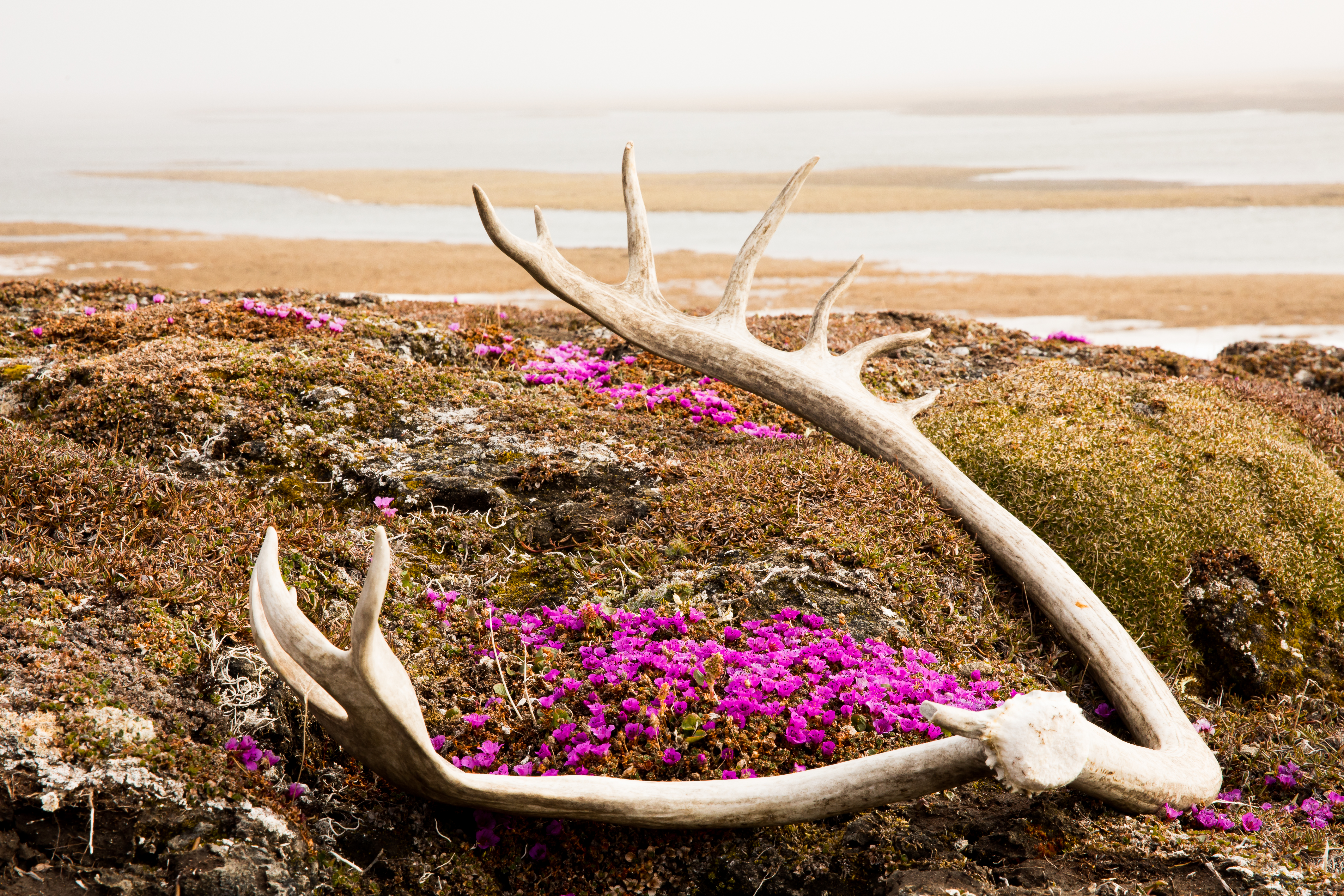 Caribou antlers and flowers Arctic National Wildlife Refuge