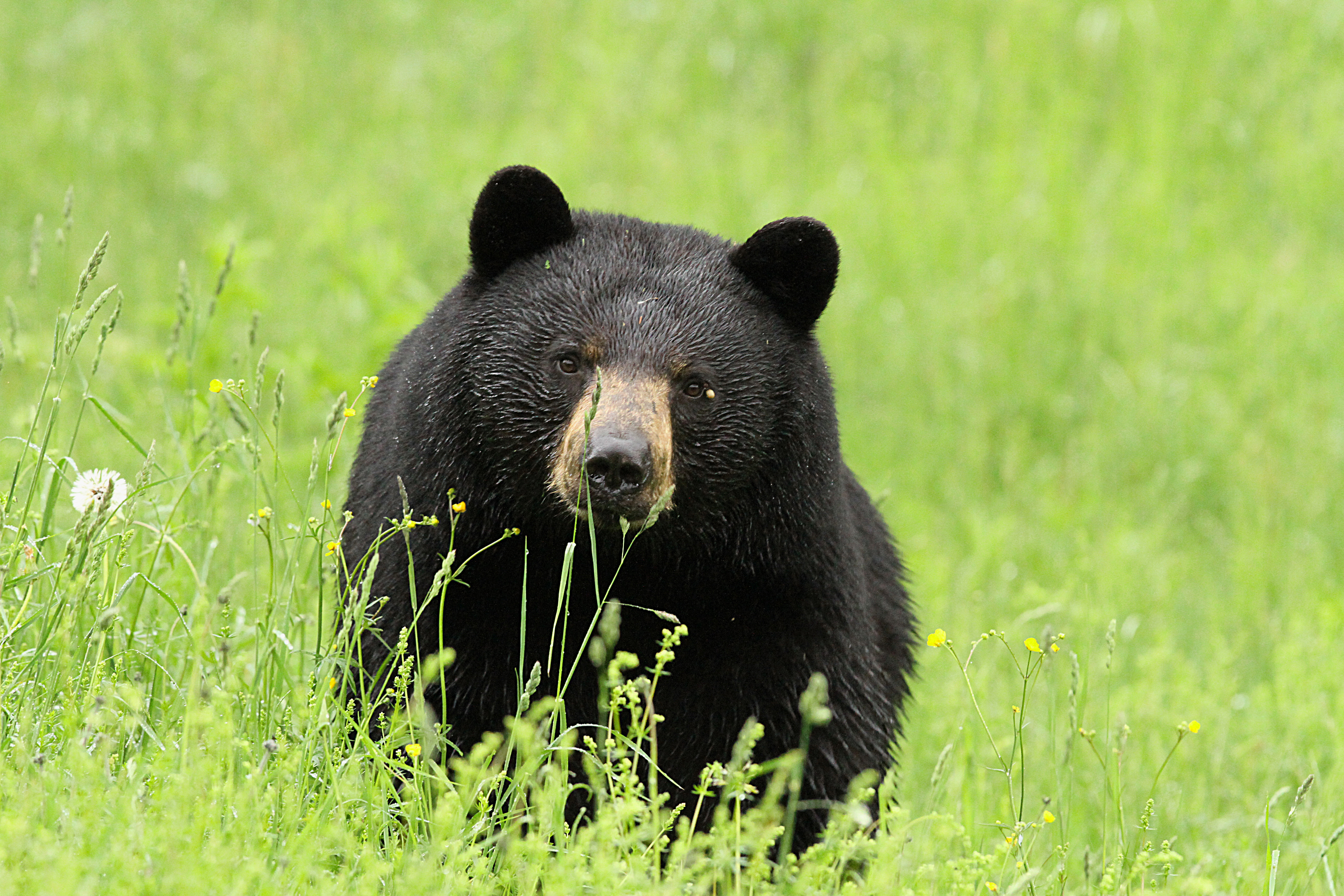 Bear Necessities Defenders Of Wildlife