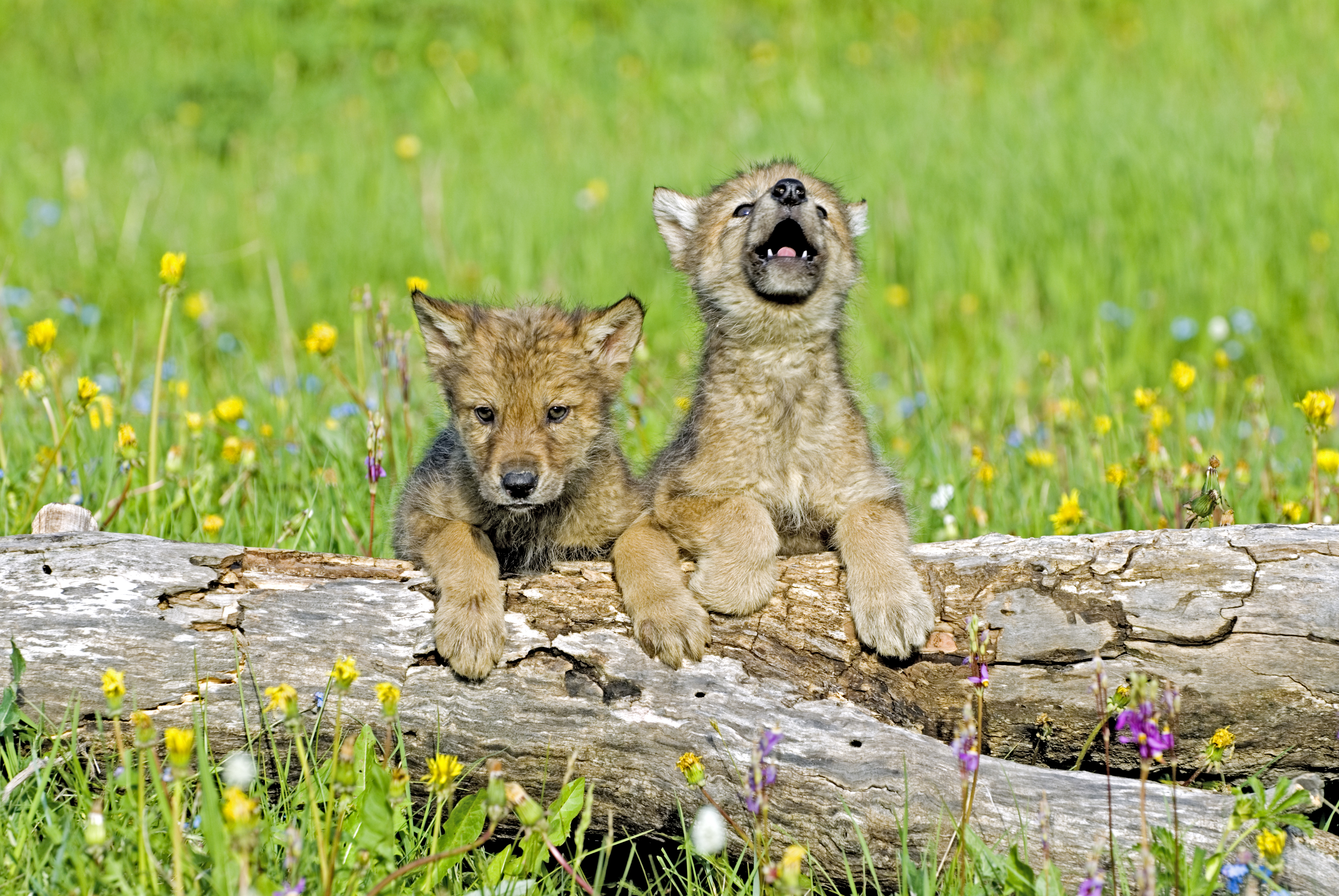 Two gray wolf pups in a field with flowers