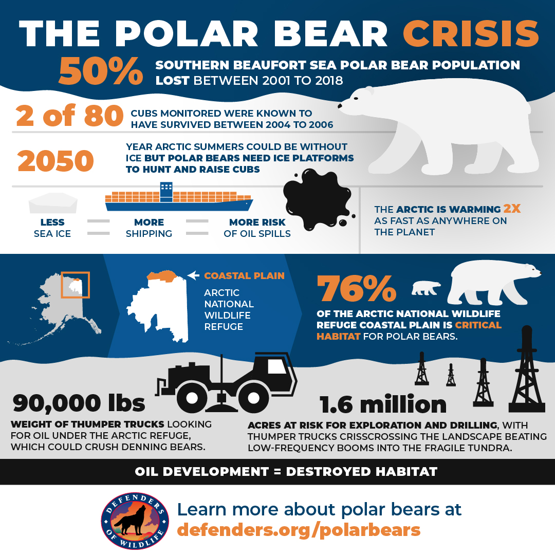 Polar Bear Infographic