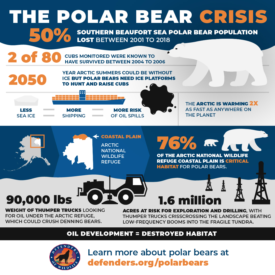 For Polar Bear Week, Let's Get the Polar Bear Some Recognition Defenders of Wildlife