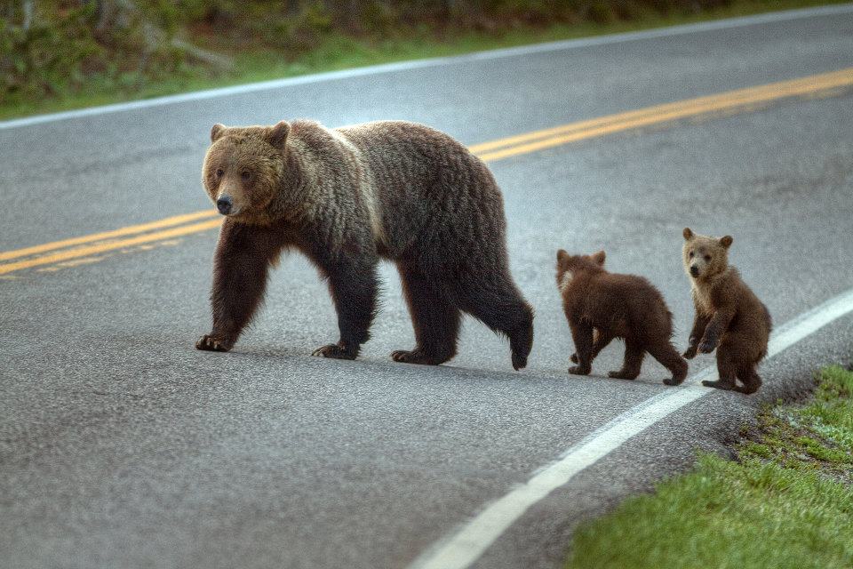 Grizzly and cubs crossing road in Yellowstone NP