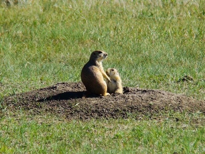 Female black-tailed prairie dog tending to her young